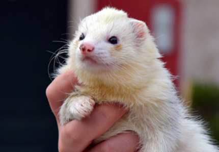 Clonato il primo furetto di una specie in estinzione
